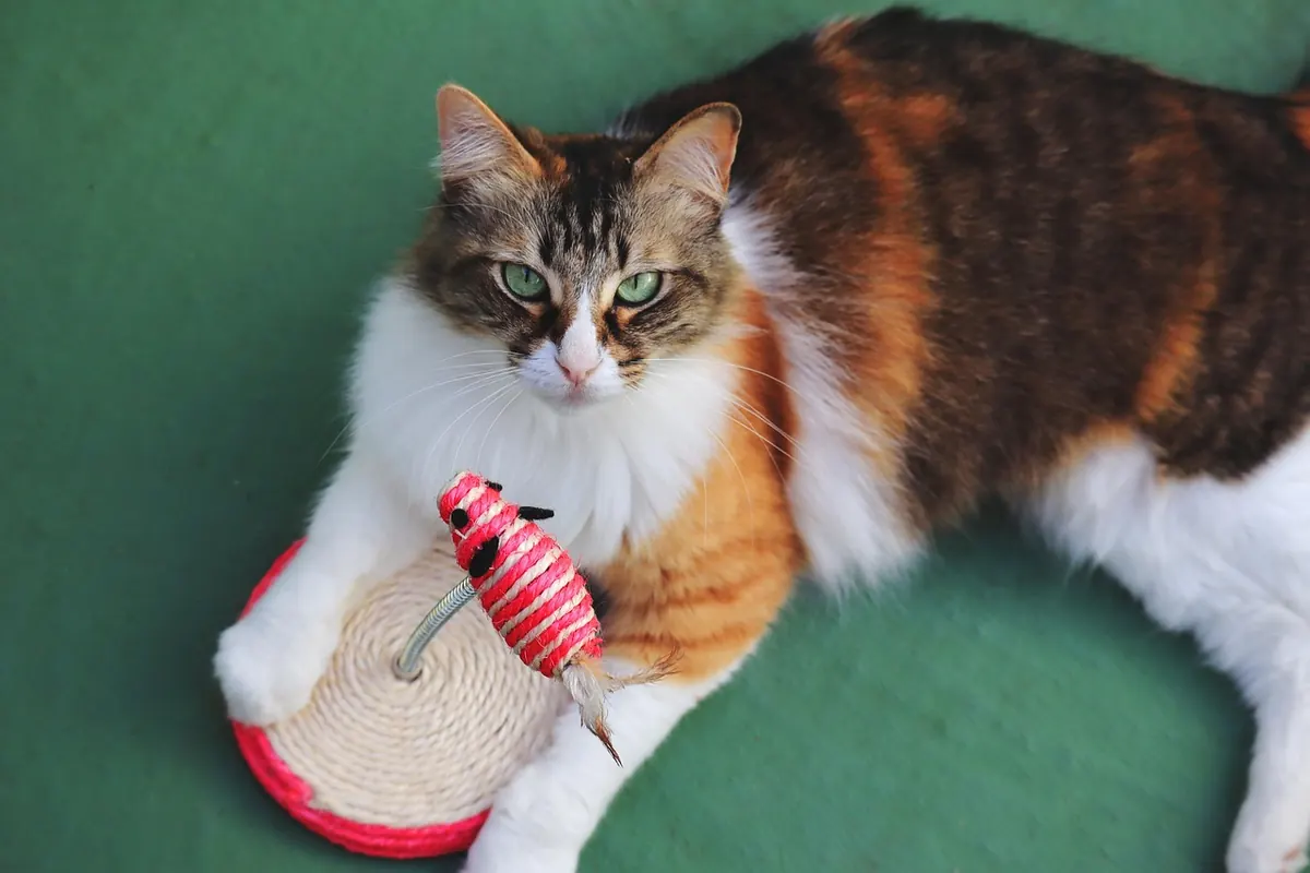 Cat Toy Rotation System: How to Keep Indoor Cats Interested Without Buying More