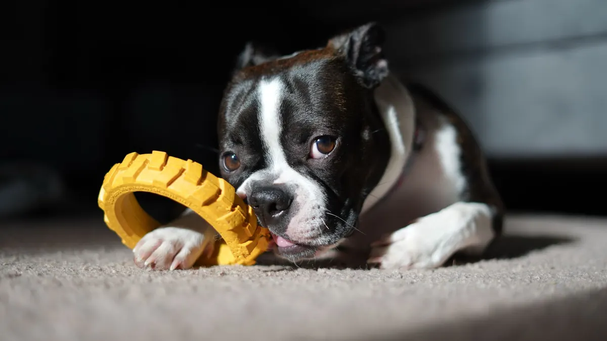 Dog Toy Safety Checklist: How to Spot Choking Hazards and Wear Before Playtime