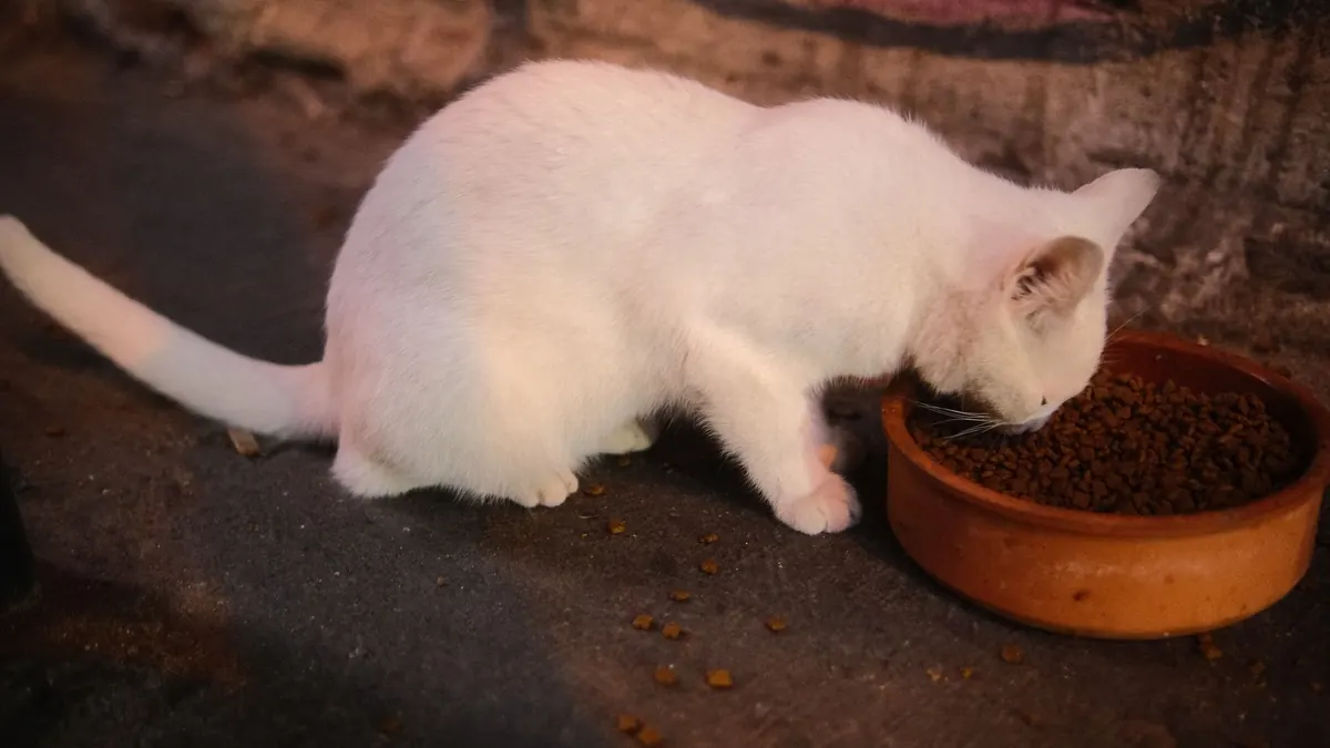 Dry Food vs Wet Food for Cats: How to Choose by Age, Weight, and Health