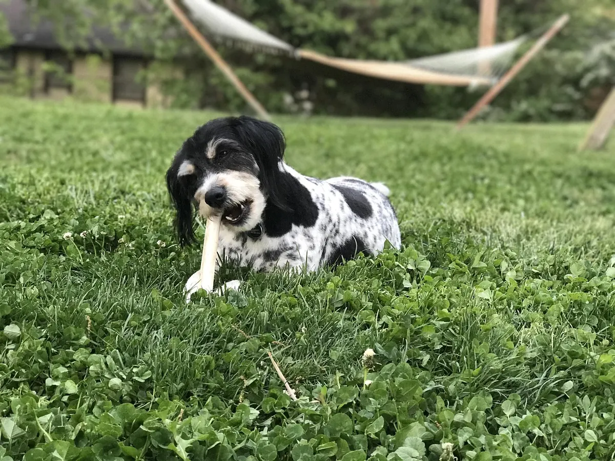How to Choose Safe Chew Treats for Aggressive Chewers: Size and Material Guide